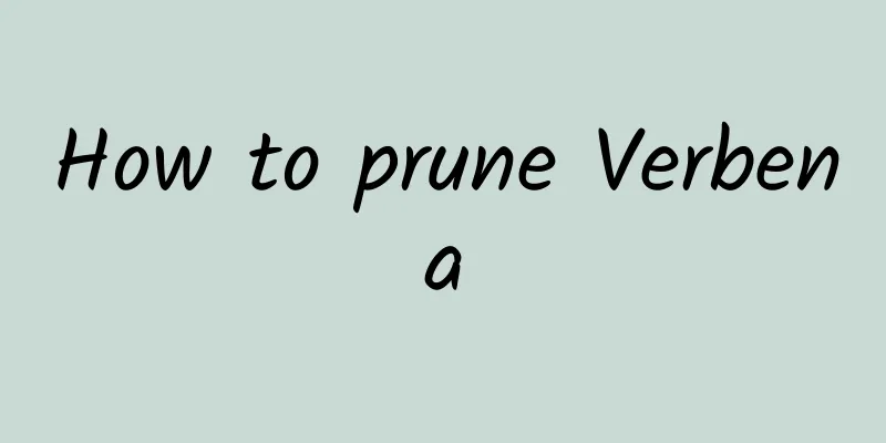 How to prune Verbena