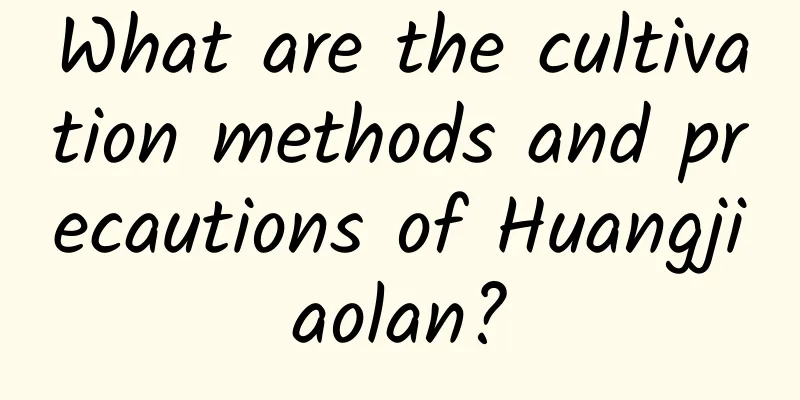 What are the cultivation methods and precautions of Huangjiaolan?