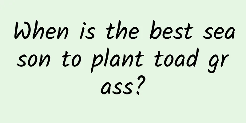 When is the best season to plant toad grass?