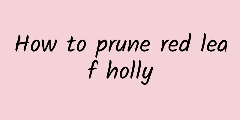 How to prune red leaf holly