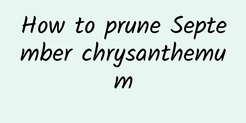 How to prune September chrysanthemum
