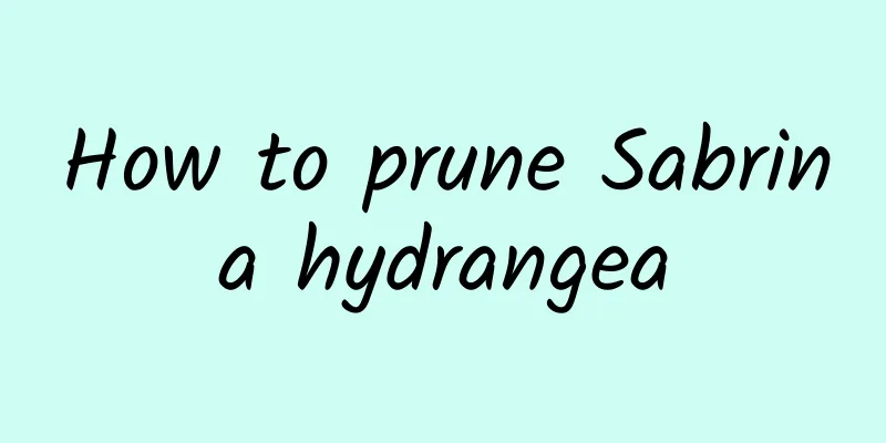 How to prune Sabrina hydrangea