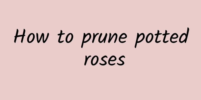 How to prune potted roses