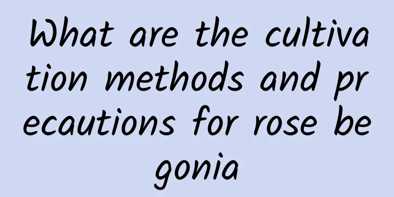What are the cultivation methods and precautions for rose begonia