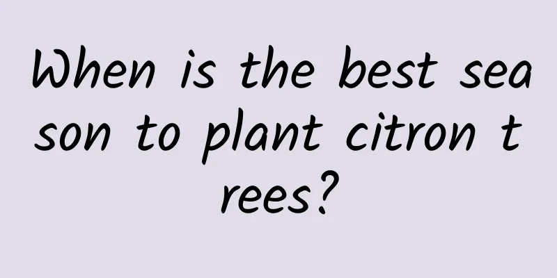 When is the best season to plant citron trees?
