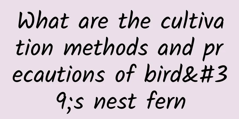 What are the cultivation methods and precautions of bird's nest fern