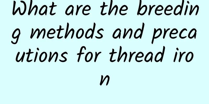 What are the breeding methods and precautions for thread iron