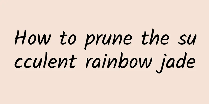 How to prune the succulent rainbow jade