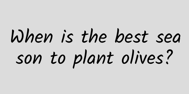 When is the best season to plant olives?