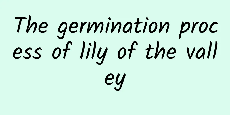 The germination process of lily of the valley