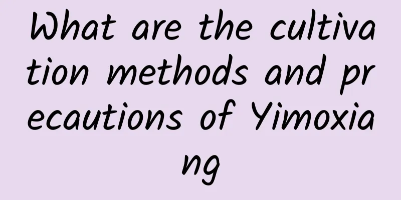 What are the cultivation methods and precautions of Yimoxiang