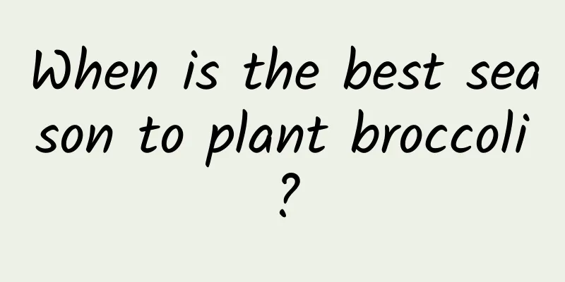 When is the best season to plant broccoli?