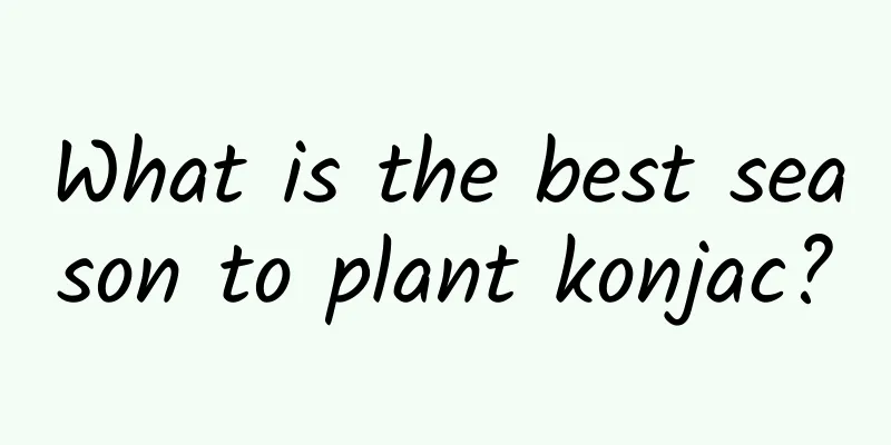 What is the best season to plant konjac?