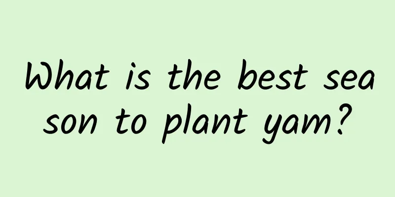 What is the best season to plant yam?