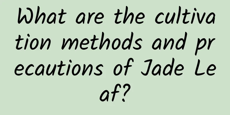 What are the cultivation methods and precautions of Jade Leaf?
