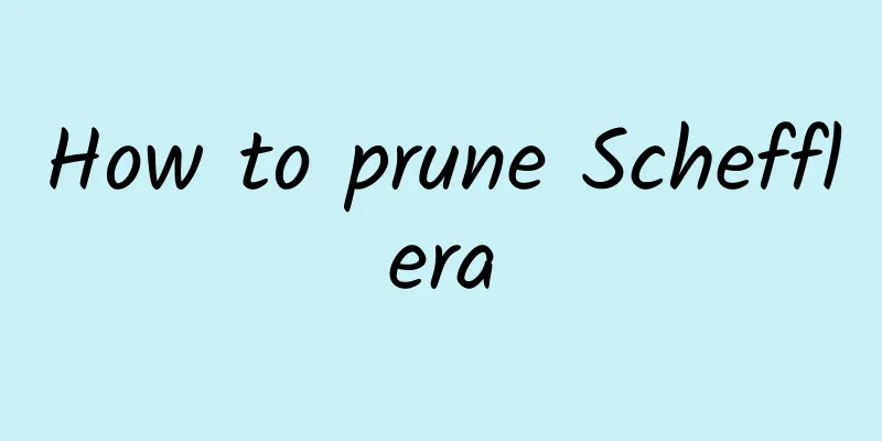 How to prune Schefflera