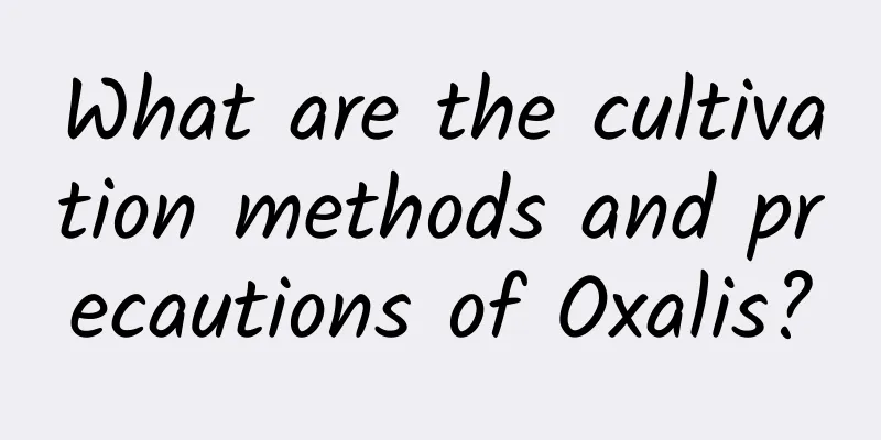 What are the cultivation methods and precautions of Oxalis?