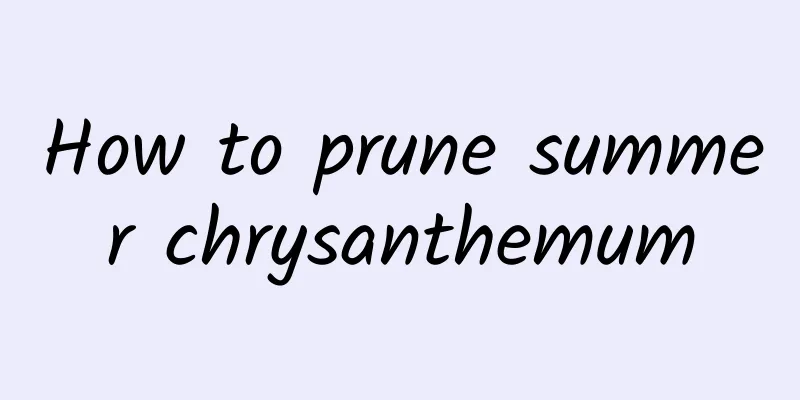 How to prune summer chrysanthemum