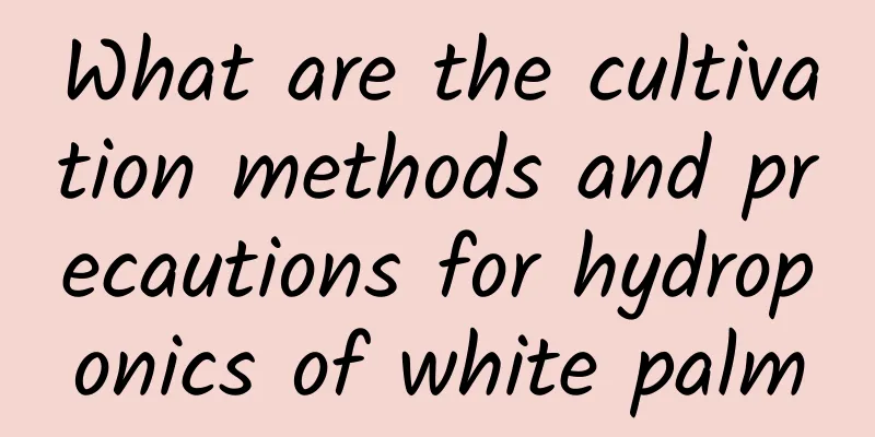 What are the cultivation methods and precautions for hydroponics of white palm