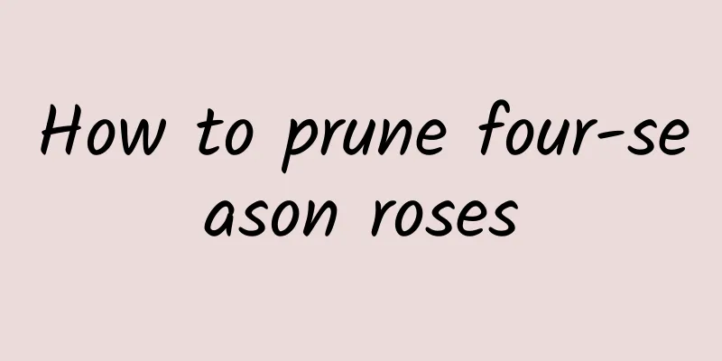 How to prune four-season roses