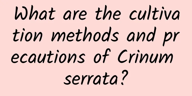 What are the cultivation methods and precautions of Crinum serrata?