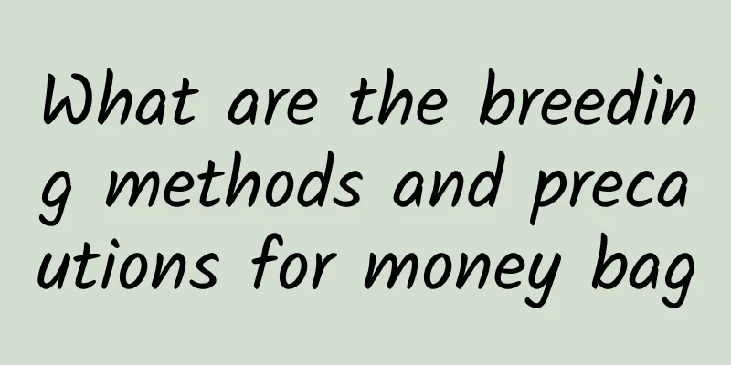 What are the breeding methods and precautions for money bag