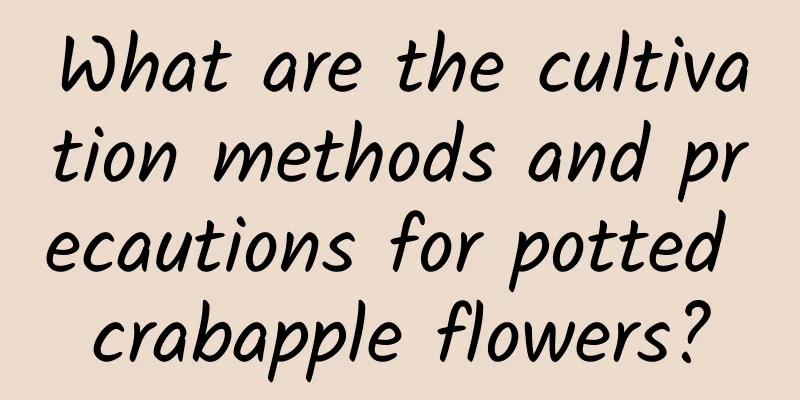 What are the cultivation methods and precautions for potted crabapple flowers?