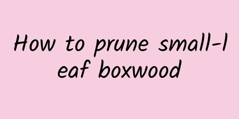 How to prune small-leaf boxwood