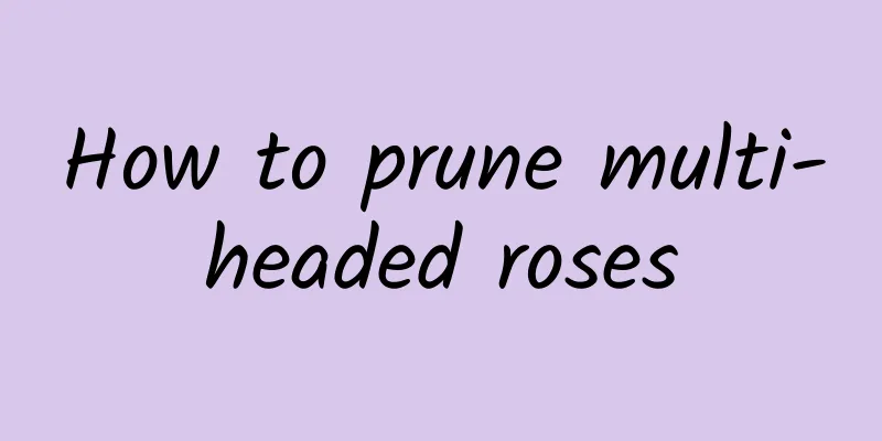 How to prune multi-headed roses