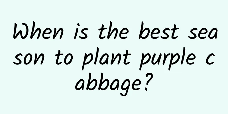 When is the best season to plant purple cabbage?