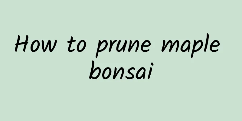 How to prune maple bonsai
