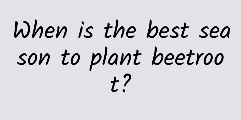 When is the best season to plant beetroot?