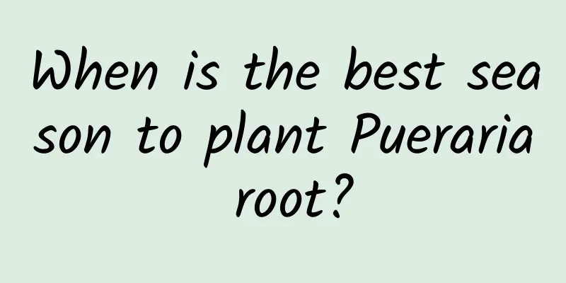 When is the best season to plant Pueraria root?