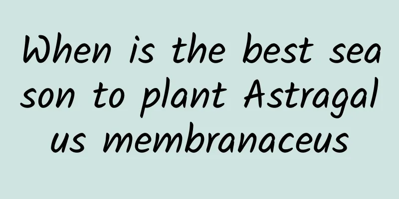 When is the best season to plant Astragalus membranaceus