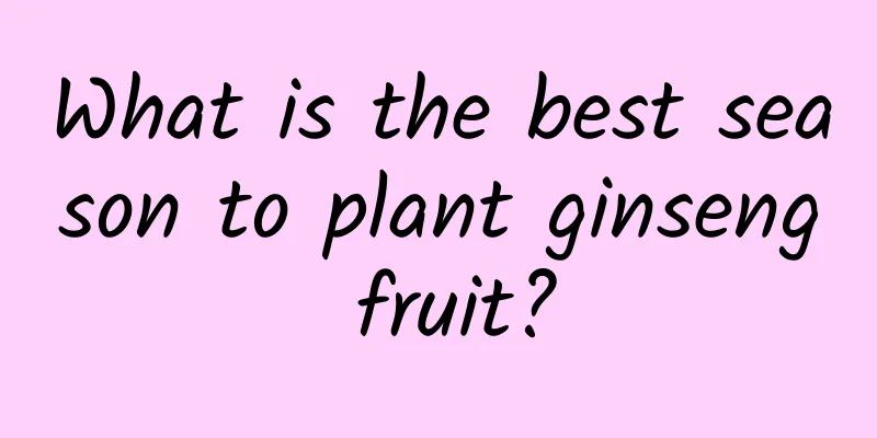 What is the best season to plant ginseng fruit?
