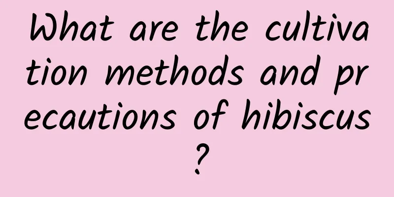What are the cultivation methods and precautions of hibiscus?