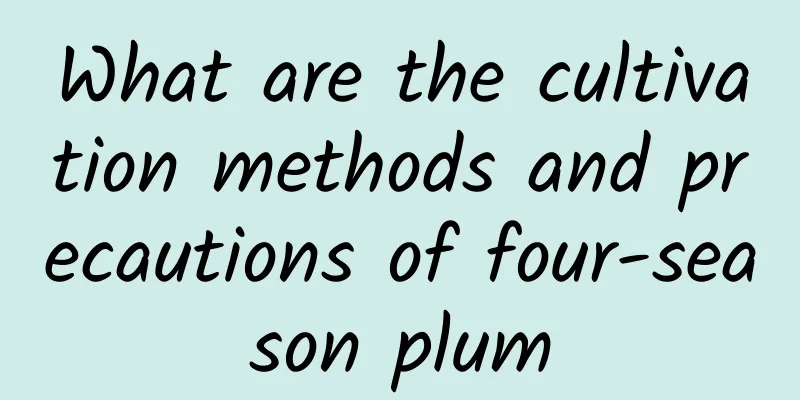 What are the cultivation methods and precautions of four-season plum