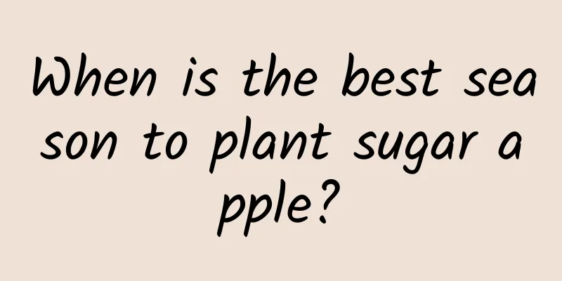 When is the best season to plant sugar apple?