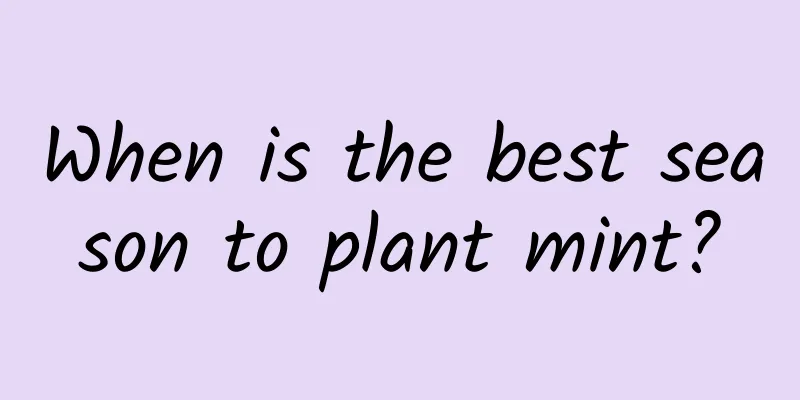 When is the best season to plant mint?