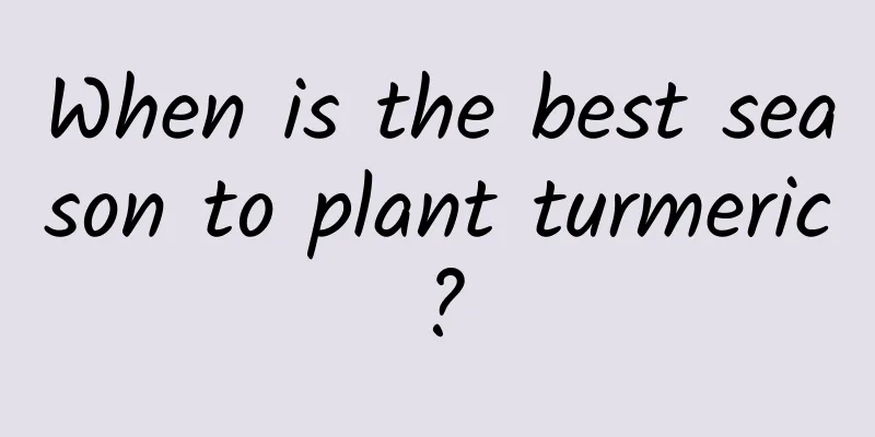 When is the best season to plant turmeric?