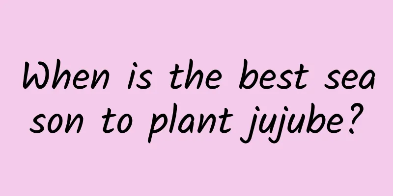 When is the best season to plant jujube?