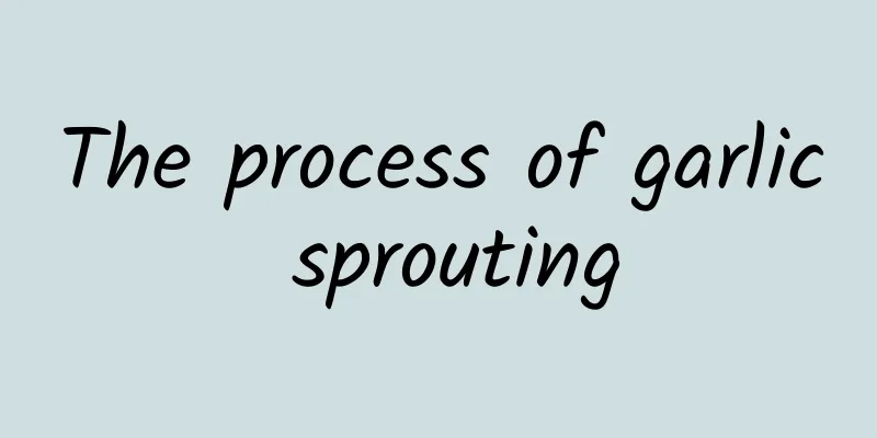The process of garlic sprouting