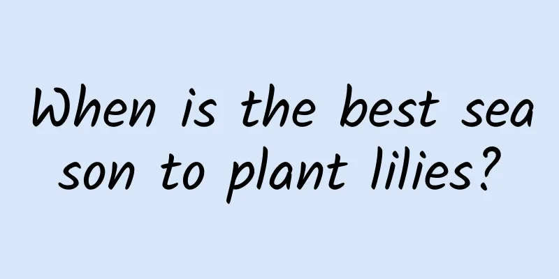 When is the best season to plant lilies?