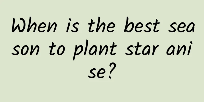 When is the best season to plant star anise?