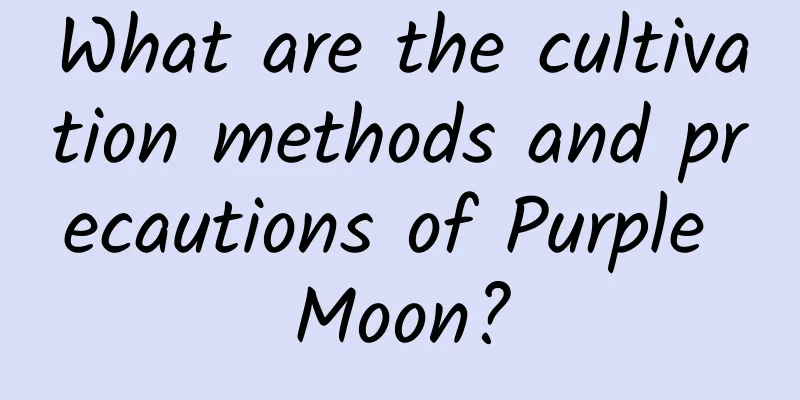 What are the cultivation methods and precautions of Purple Moon?