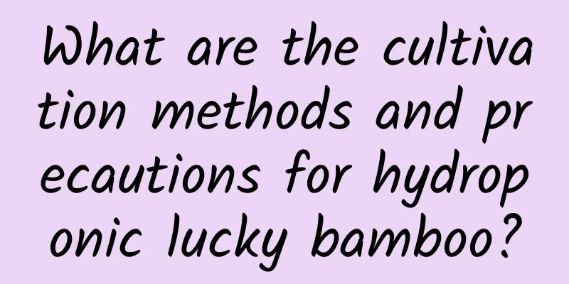 What are the cultivation methods and precautions for hydroponic lucky bamboo?