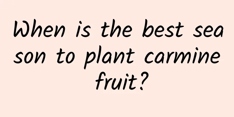 When is the best season to plant carmine fruit?