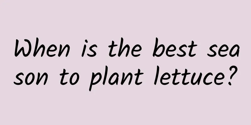 When is the best season to plant lettuce?