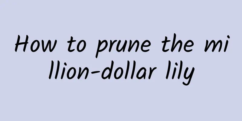 How to prune the million-dollar lily
