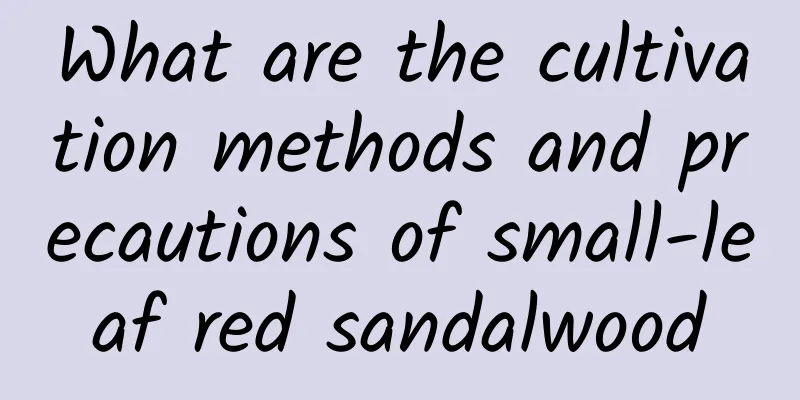 What are the cultivation methods and precautions of small-leaf red sandalwood